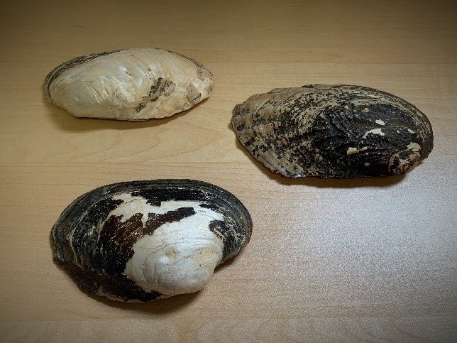 Three mussel shells laying on a tabletop. 